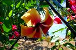 Hibiscus - Roatan, Honduras